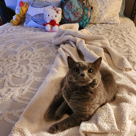 🍫🫛LIKE TO BE NOTIFIED WHEN I GO LIVE🎈🎉 - Picture 14 of 16